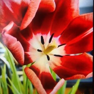 Meet your Posher, Jessie